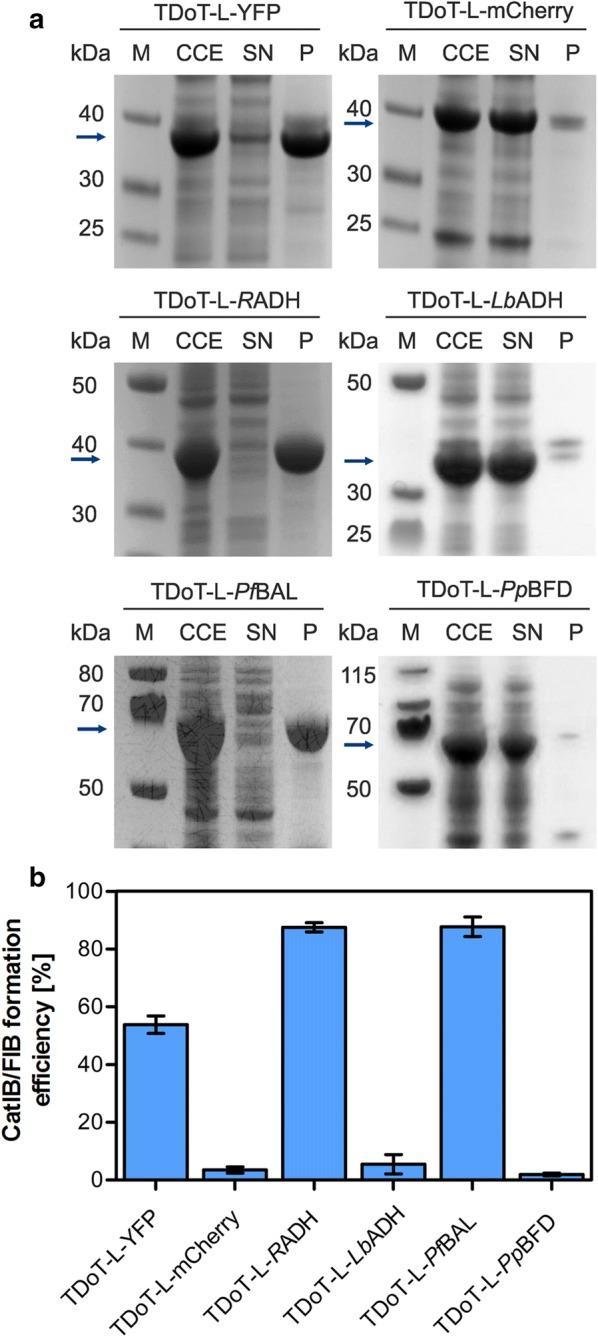 https://cdn.ncbi.nlm.nih.gov/pmc/blobs/7d23/6367779/7a3daae72c89/12934_2019_1081_Fig1_HTML.jpg