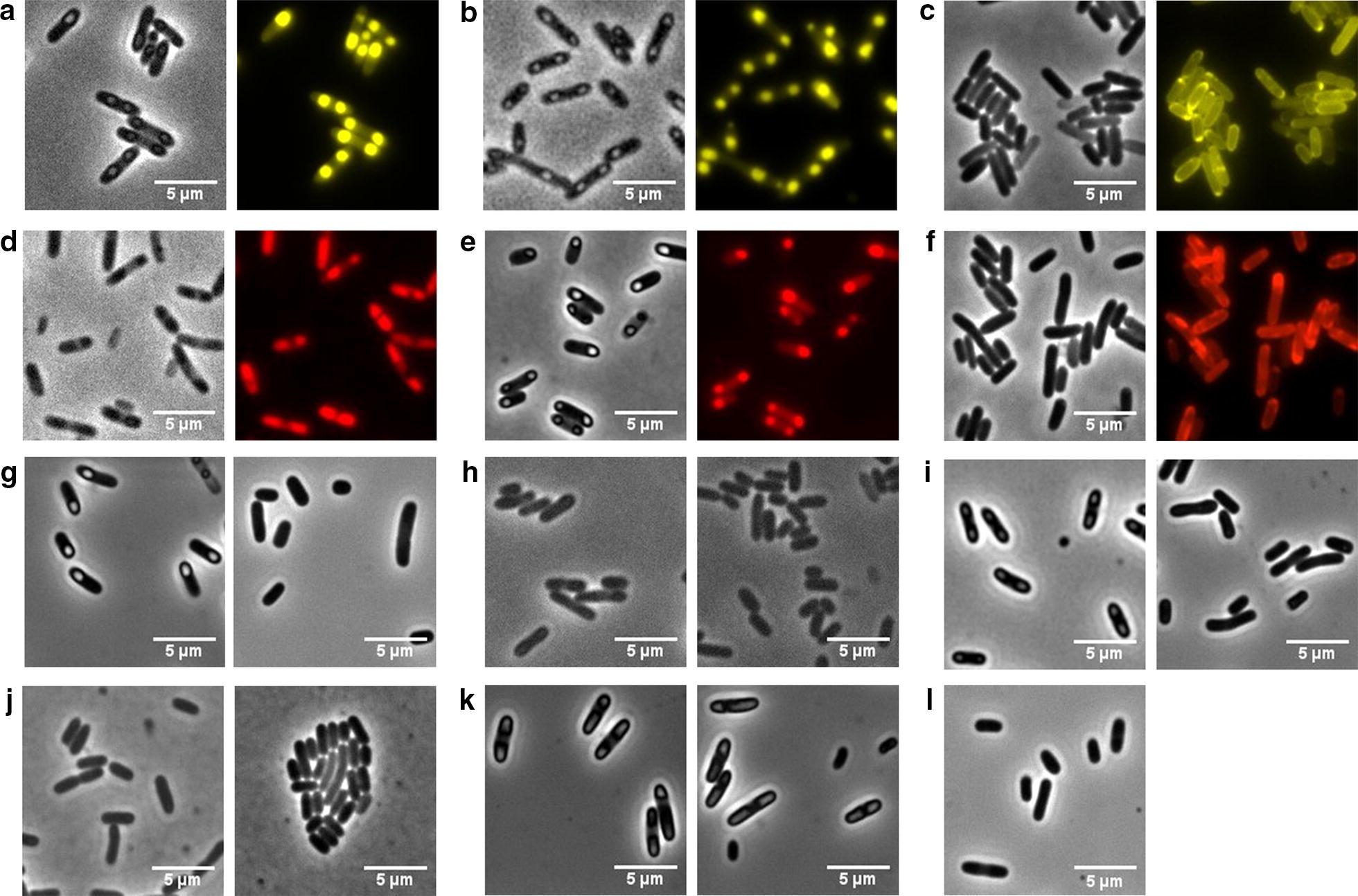 https://cdn.ncbi.nlm.nih.gov/pmc/blobs/7d23/6367779/e4148fcdd31d/12934_2019_1081_Fig4_HTML.jpg