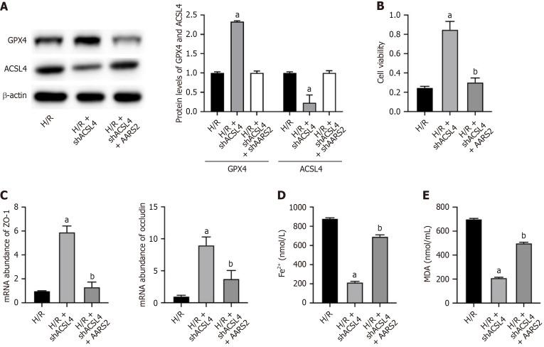 https://cdn.ncbi.nlm.nih.gov/pmc/blobs/7d27/12188583/2398e51e40c2/wjgs-17-6-106777-g004.jpg