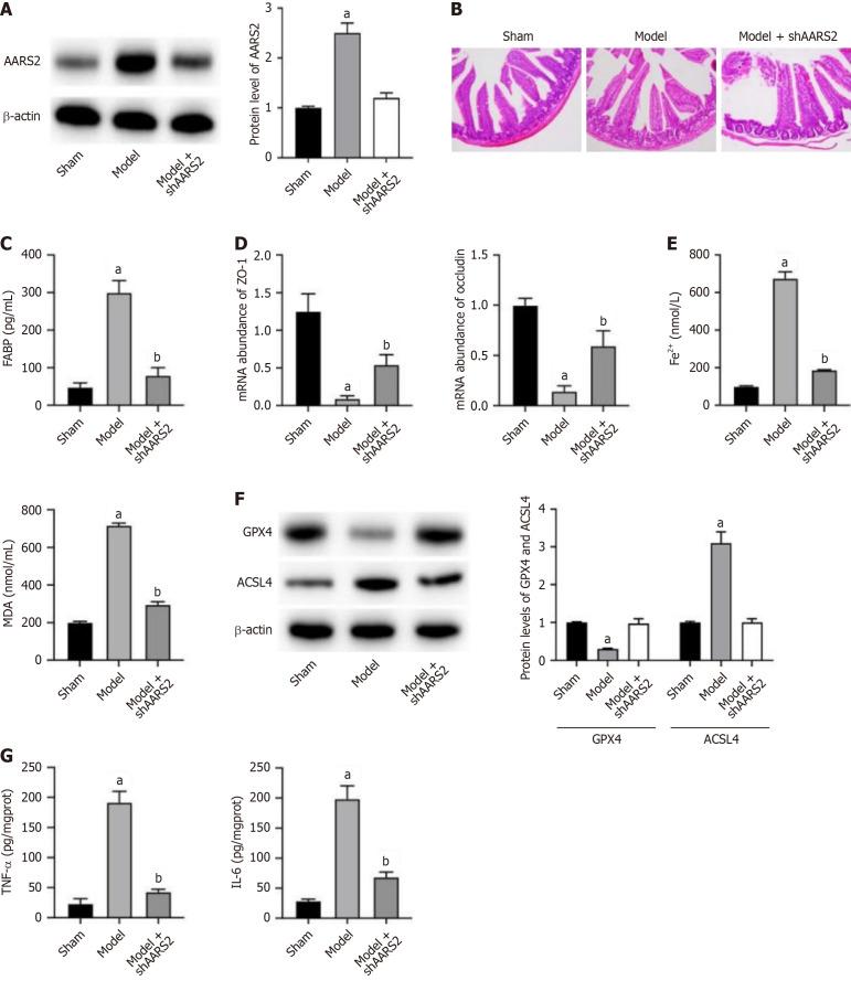 https://cdn.ncbi.nlm.nih.gov/pmc/blobs/7d27/12188583/fc5dc4d88d8e/wjgs-17-6-106777-g001.jpg