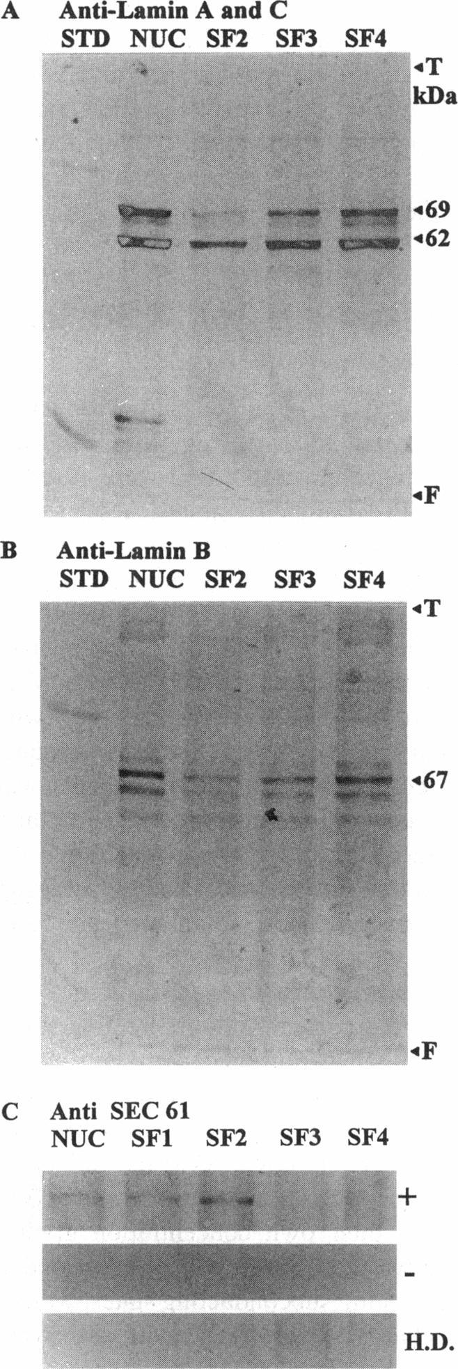 https://cdn.ncbi.nlm.nih.gov/pmc/blobs/7d27/1224970/385ba5e82268/biophysj00053-0132-a.jpg
