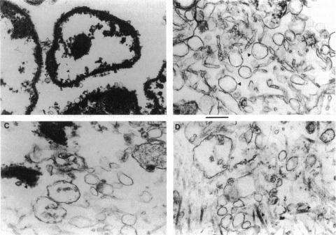 https://cdn.ncbi.nlm.nih.gov/pmc/blobs/7d27/1224970/956e81b1276e/biophysj00053-0130-a.jpg