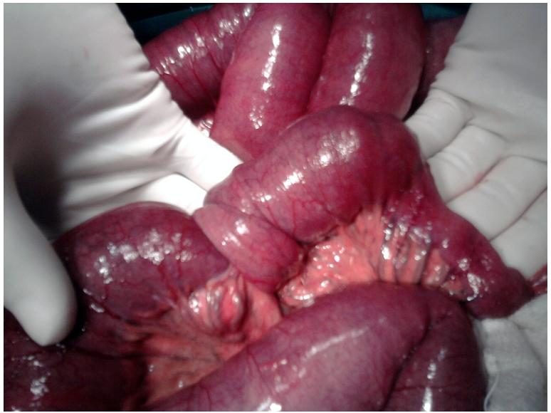 https://cdn.ncbi.nlm.nih.gov/pmc/blobs/7d27/3201593/729000c4045e/pamj-8-29-g001.jpg