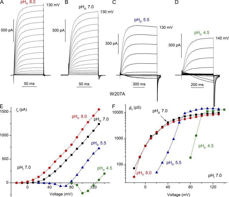 https://cdn.ncbi.nlm.nih.gov/pmc/blobs/7d2d/4621752/d004516d5bba/JGP_201511456_Fig2.jpg