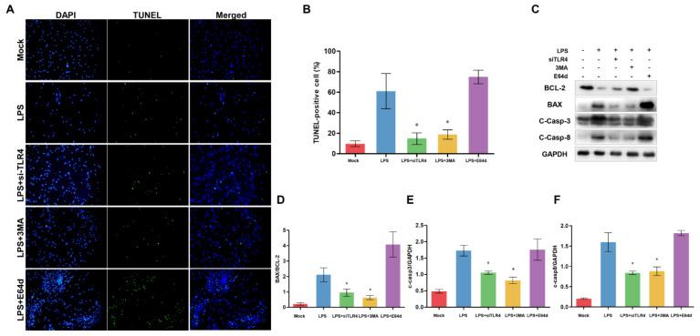 https://cdn.ncbi.nlm.nih.gov/pmc/blobs/7d2e/10340758/7a28da751967/cells-12-01769-g008.jpg