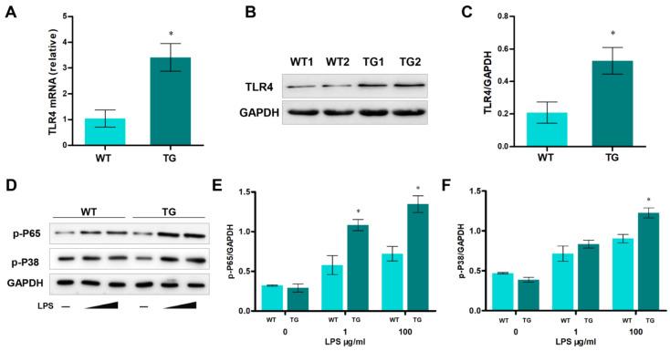 https://cdn.ncbi.nlm.nih.gov/pmc/blobs/7d2e/10340758/f9dfc3415240/cells-12-01769-g002.jpg