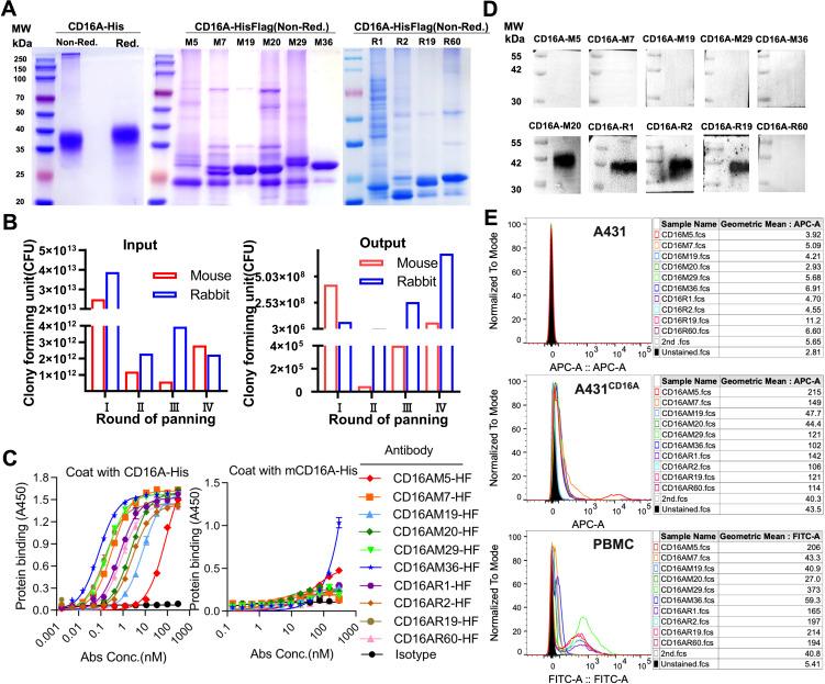 https://cdn.ncbi.nlm.nih.gov/pmc/blobs/7d30/12198245/412a1eb56499/fimmu-16-1599764-g001.jpg
