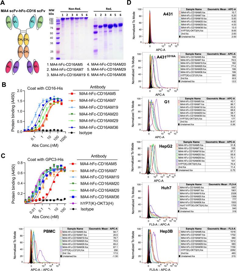 https://cdn.ncbi.nlm.nih.gov/pmc/blobs/7d30/12198245/fe62623f9112/fimmu-16-1599764-g002.jpg