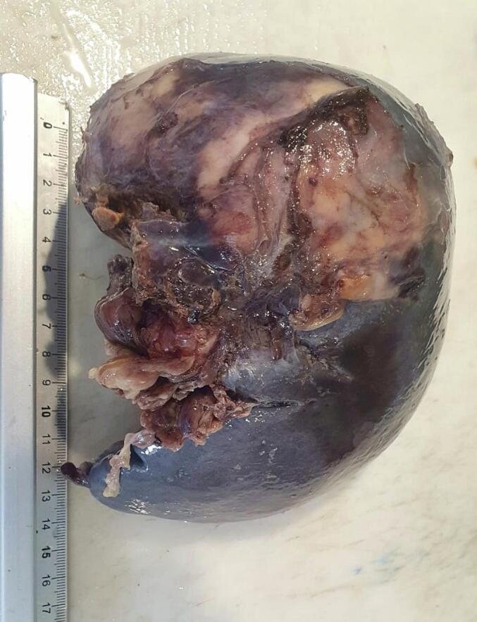 https://cdn.ncbi.nlm.nih.gov/pmc/blobs/7d34/11220511/dd8dafd46281/gr2.jpg