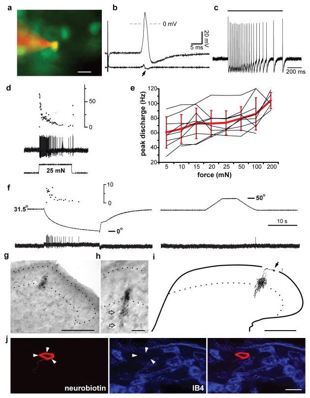 https://cdn.ncbi.nlm.nih.gov/pmc/blobs/7d34/2810205/c264b5a0dfc7/nihms146773f4.jpg