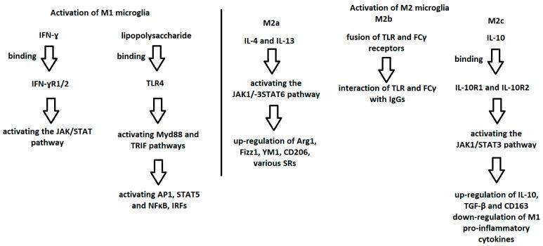 https://cdn.ncbi.nlm.nih.gov/pmc/blobs/7d35/9916250/200353cfffef/ijms-24-01861-g001.jpg