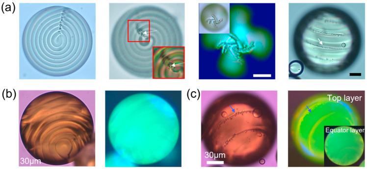 https://cdn.ncbi.nlm.nih.gov/pmc/blobs/7d36/10972325/92406a368427/micromachines-15-00337-g008.jpg