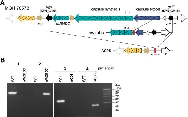 https://cdn.ncbi.nlm.nih.gov/pmc/blobs/7d36/3892127/5b48f3ccf98d/1756-0500-7-13-1.jpg