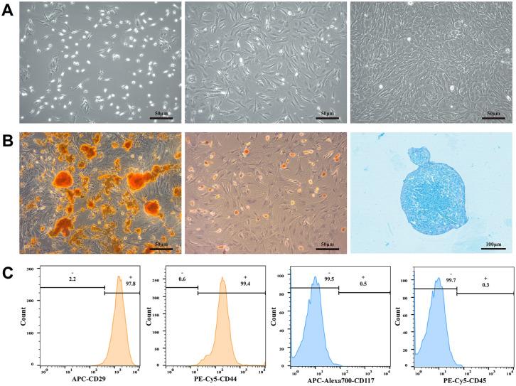https://cdn.ncbi.nlm.nih.gov/pmc/blobs/7d36/8891838/8cc4fbf7cc35/10.1177_09636897221079745-fig1.jpg