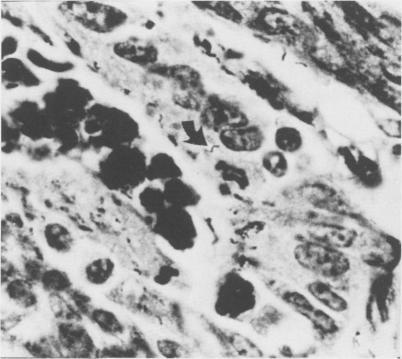 https://cdn.ncbi.nlm.nih.gov/pmc/blobs/7d37/1789606/14e639da5b35/canvetj00323-0021-c.jpg