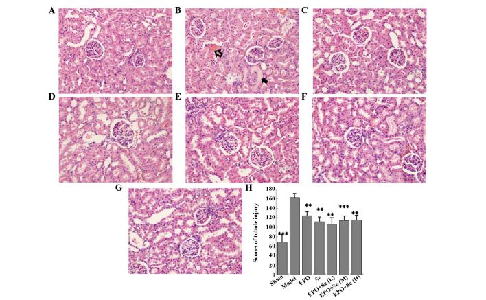 https://cdn.ncbi.nlm.nih.gov/pmc/blobs/7d37/4758319/6707513ea6c2/MMR-12-06-7933-g02.jpg