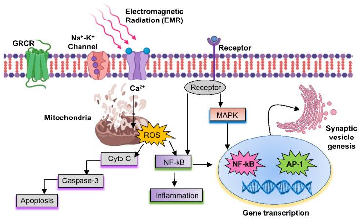 https://cdn.ncbi.nlm.nih.gov/pmc/blobs/7d37/9409438/a3597fdc14b1/ijms-23-09288-g003.jpg