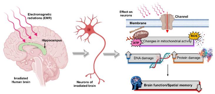 https://cdn.ncbi.nlm.nih.gov/pmc/blobs/7d37/9409438/eaba1f4cf482/ijms-23-09288-g006.jpg