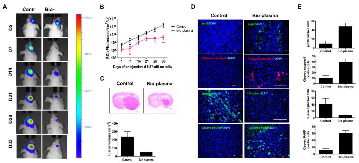 https://cdn.ncbi.nlm.nih.gov/pmc/blobs/7d37/9409438/ec02f7f063c5/ijms-23-09288-g008.jpg