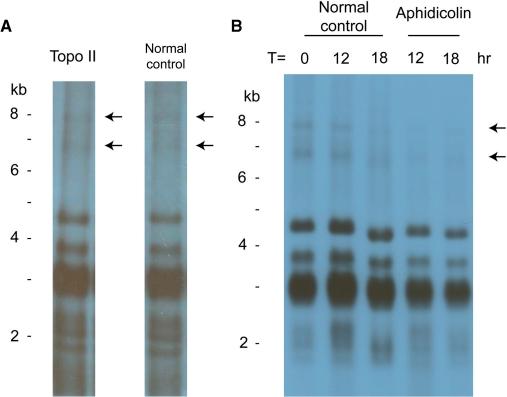 https://cdn.ncbi.nlm.nih.gov/pmc/blobs/7d39/2665238/9dd7bf45a3b2/gkp063f3.jpg
