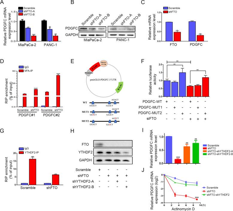 https://cdn.ncbi.nlm.nih.gov/pmc/blobs/7d3a/9106577/7ed50d2252bd/41388_2022_2306_Fig5_HTML.jpg