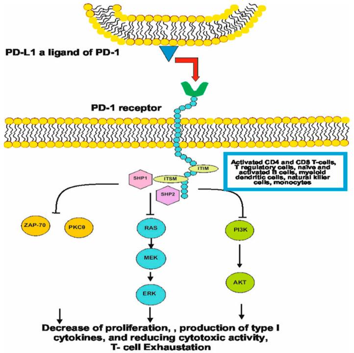 https://cdn.ncbi.nlm.nih.gov/pmc/blobs/7d3f/12346542/990e316ed1bb/ijms-26-07194-g001.jpg