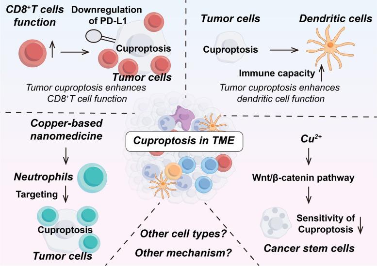 https://cdn.ncbi.nlm.nih.gov/pmc/blobs/7d44/11529036/00bf51c2bf56/40364_2024_677_Fig5_HTML.jpg