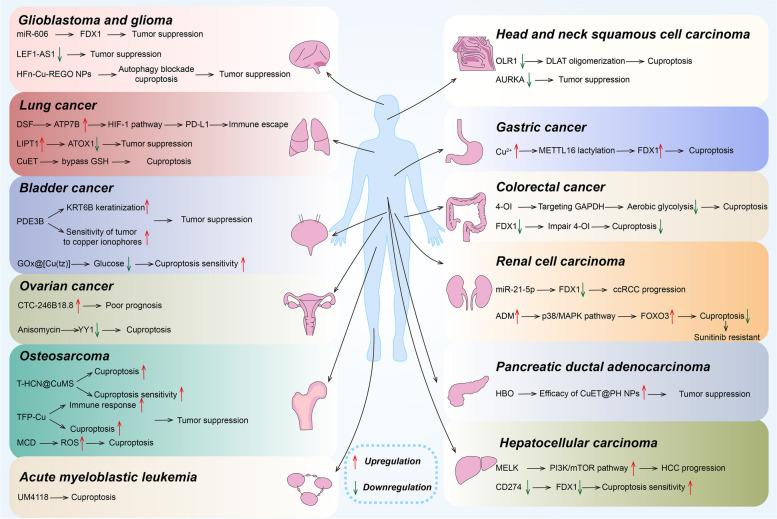 https://cdn.ncbi.nlm.nih.gov/pmc/blobs/7d44/11529036/44ca3e0d8c56/40364_2024_677_Fig3_HTML.jpg