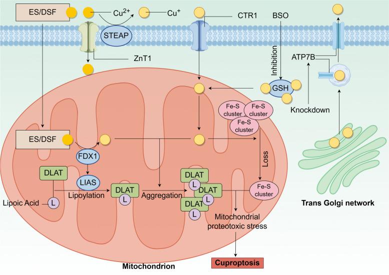 https://cdn.ncbi.nlm.nih.gov/pmc/blobs/7d44/11529036/6ed8f1224e85/40364_2024_677_Fig2_HTML.jpg