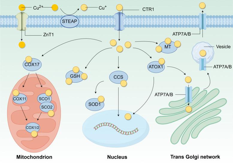 https://cdn.ncbi.nlm.nih.gov/pmc/blobs/7d44/11529036/a2a93acb3b36/40364_2024_677_Fig1_HTML.jpg