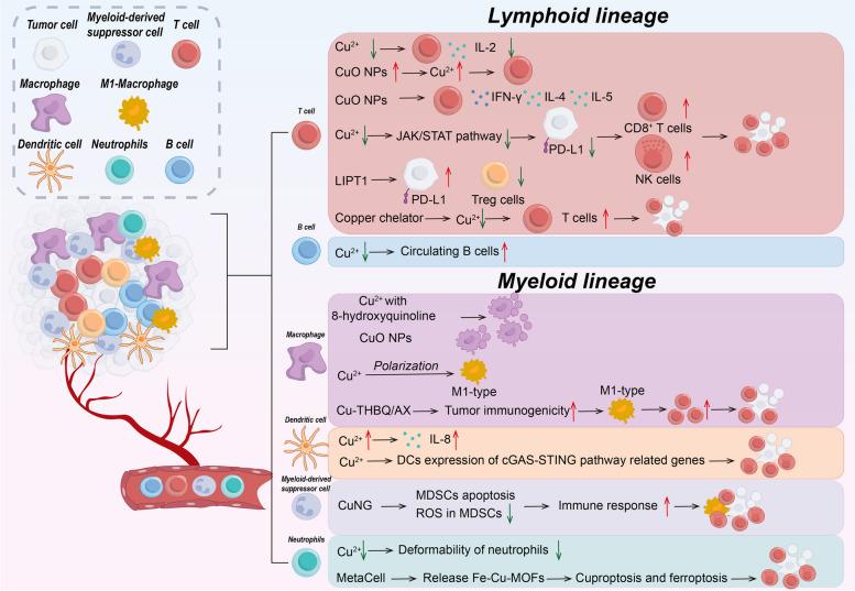 https://cdn.ncbi.nlm.nih.gov/pmc/blobs/7d44/11529036/ee5ef12c389c/40364_2024_677_Fig4_HTML.jpg