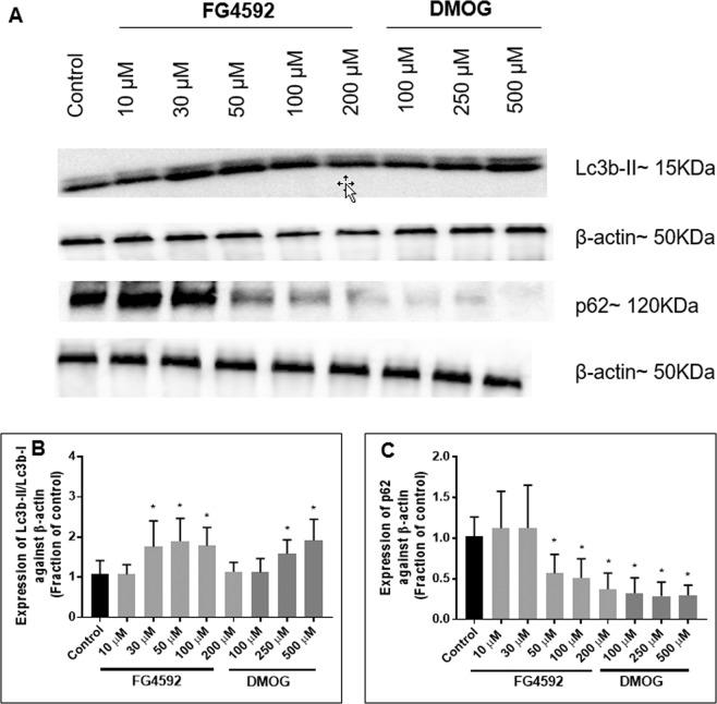 https://cdn.ncbi.nlm.nih.gov/pmc/blobs/7d45/6994562/78085dbc21a8/41598_2020_58482_Fig10_HTML.jpg