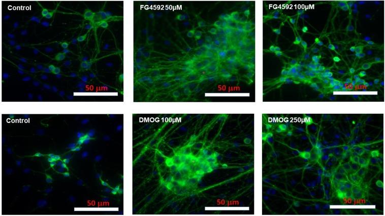 https://cdn.ncbi.nlm.nih.gov/pmc/blobs/7d45/6994562/c8856b13e620/41598_2020_58482_Fig13_HTML.jpg