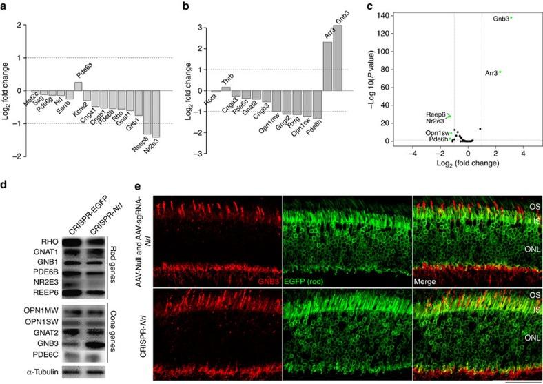 https://cdn.ncbi.nlm.nih.gov/pmc/blobs/7d46/5355895/954360398b9e/ncomms14716-f5.jpg