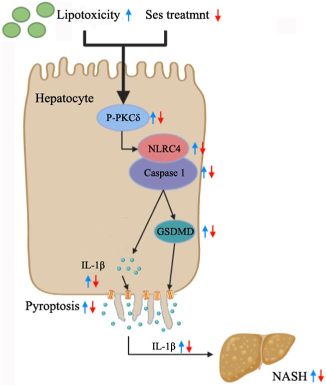 https://cdn.ncbi.nlm.nih.gov/pmc/blobs/7d47/10867836/10ed1d79d01a/fphar-15-1347274-g007.jpg