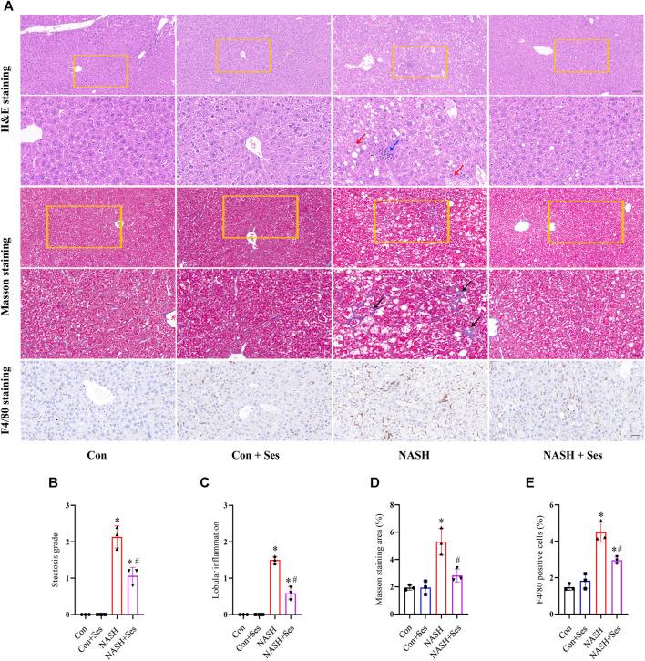 https://cdn.ncbi.nlm.nih.gov/pmc/blobs/7d47/10867836/5c30e87aada7/fphar-15-1347274-g002.jpg