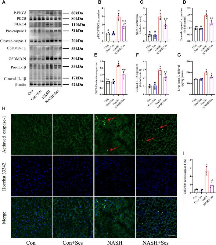 https://cdn.ncbi.nlm.nih.gov/pmc/blobs/7d47/10867836/8702124d42aa/fphar-15-1347274-g003.jpg