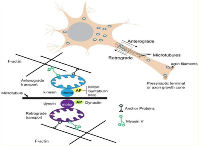 https://cdn.ncbi.nlm.nih.gov/pmc/blobs/7d47/9606762/bd8c8b54eed2/fpsyt-13-976544-g003.jpg