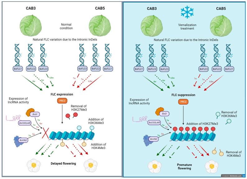 https://cdn.ncbi.nlm.nih.gov/pmc/blobs/7d49/10887945/1a33593269ff/genes-15-00154-g005.jpg