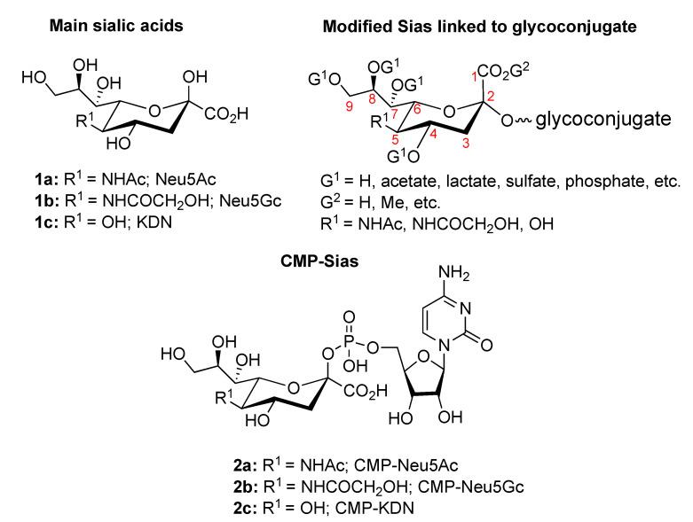 https://cdn.ncbi.nlm.nih.gov/pmc/blobs/7d4a/7663150/4d571475e2a9/ijms-21-08098-g001.jpg
