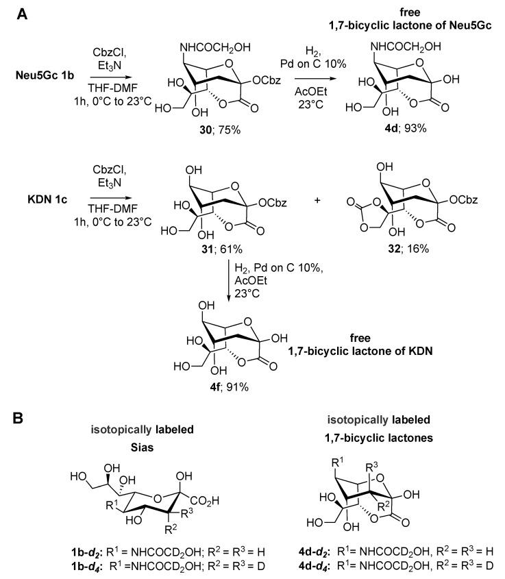 https://cdn.ncbi.nlm.nih.gov/pmc/blobs/7d4a/7663150/8452bf163c5d/ijms-21-08098-sch008.jpg