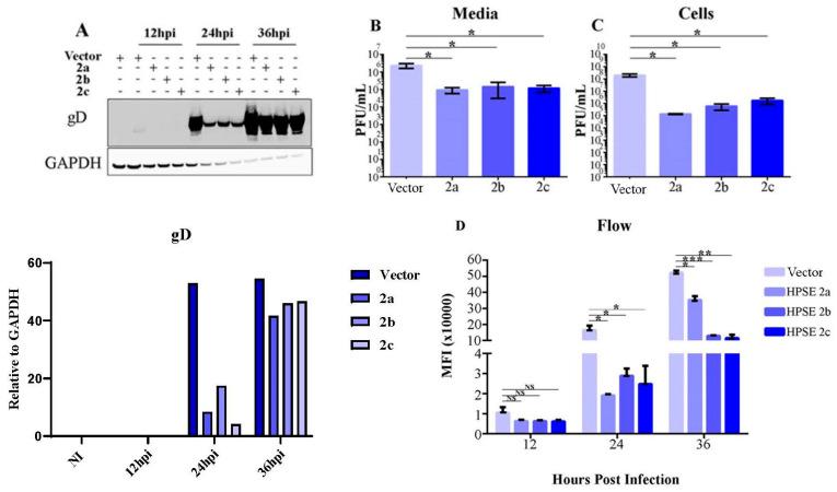 https://cdn.ncbi.nlm.nih.gov/pmc/blobs/7d4c/11680312/1bd4afdb100d/viruses-16-01832-g002.jpg