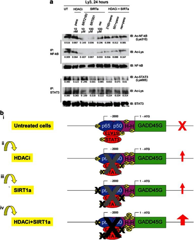 https://cdn.ncbi.nlm.nih.gov/pmc/blobs/7d4d/3674366/e993cc199b1b/cddis2013159f8.jpg