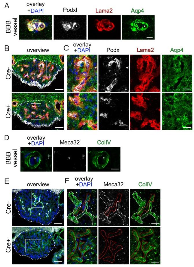 https://cdn.ncbi.nlm.nih.gov/pmc/blobs/7d4f/6481993/727cc5b9f63a/elife-43818-fig7-figsupp2.jpg