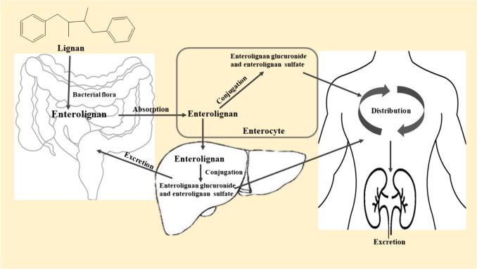 https://cdn.ncbi.nlm.nih.gov/pmc/blobs/7d50/11422461/ca1cbed10af6/210_2024_3102_Fig1_HTML.jpg