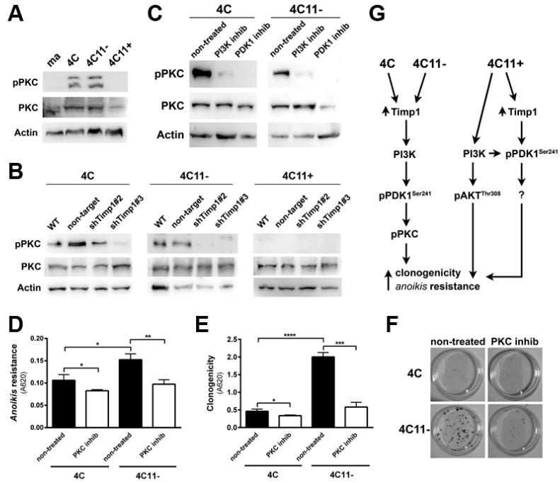 https://cdn.ncbi.nlm.nih.gov/pmc/blobs/7d51/5406712/74df1270e109/cancers-09-00037-g005.jpg