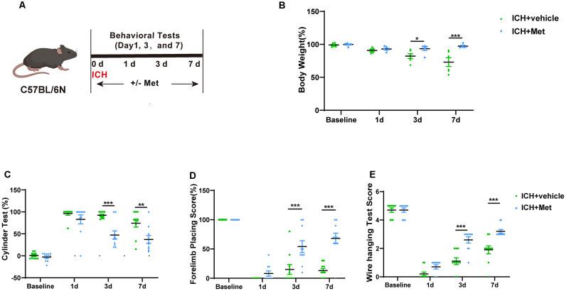 https://cdn.ncbi.nlm.nih.gov/pmc/blobs/7d52/8806158/da3d64149a97/fncel-15-789471-g002.jpg