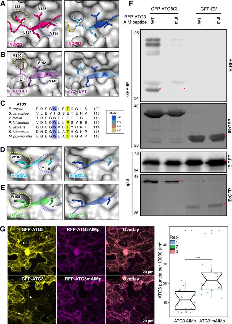 https://cdn.ncbi.nlm.nih.gov/pmc/blobs/7d56/9907853/520cab1ccc46/pbio.3001962.g003.jpg