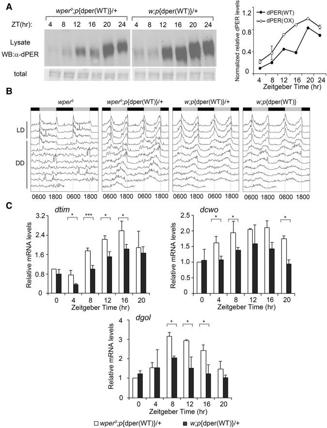 https://cdn.ncbi.nlm.nih.gov/pmc/blobs/7d59/5002980/b2e486fa961f/1761f04.jpg