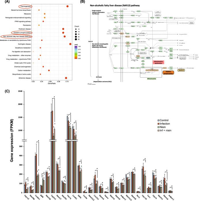 https://cdn.ncbi.nlm.nih.gov/pmc/blobs/7d5b/10794237/3bc6785c6e65/41522_2024_476_Fig9_HTML.jpg